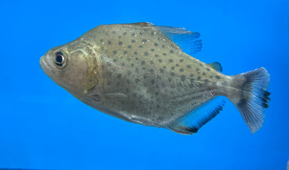 Black Rhom Piranha (2.75-4”)
