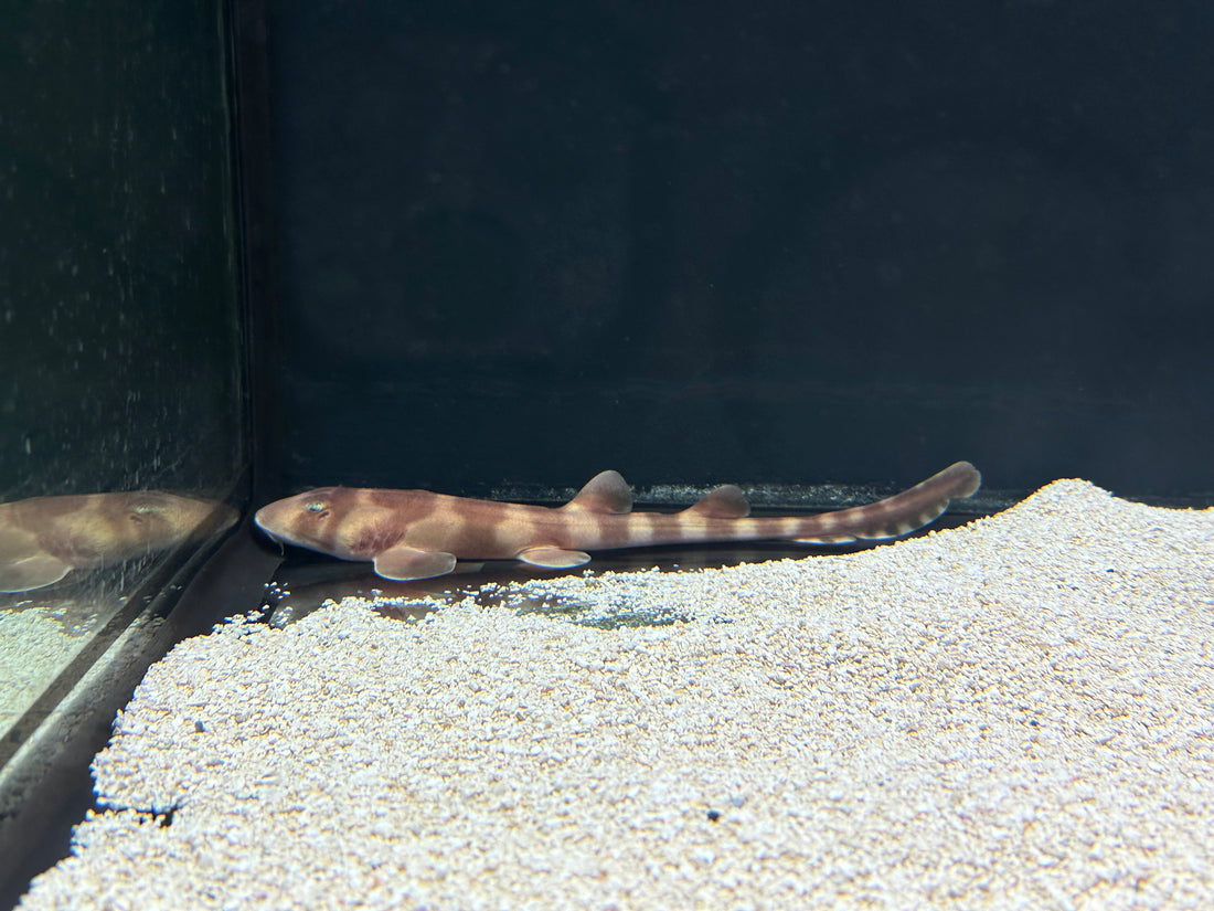 Bamboo Shark (8”+)