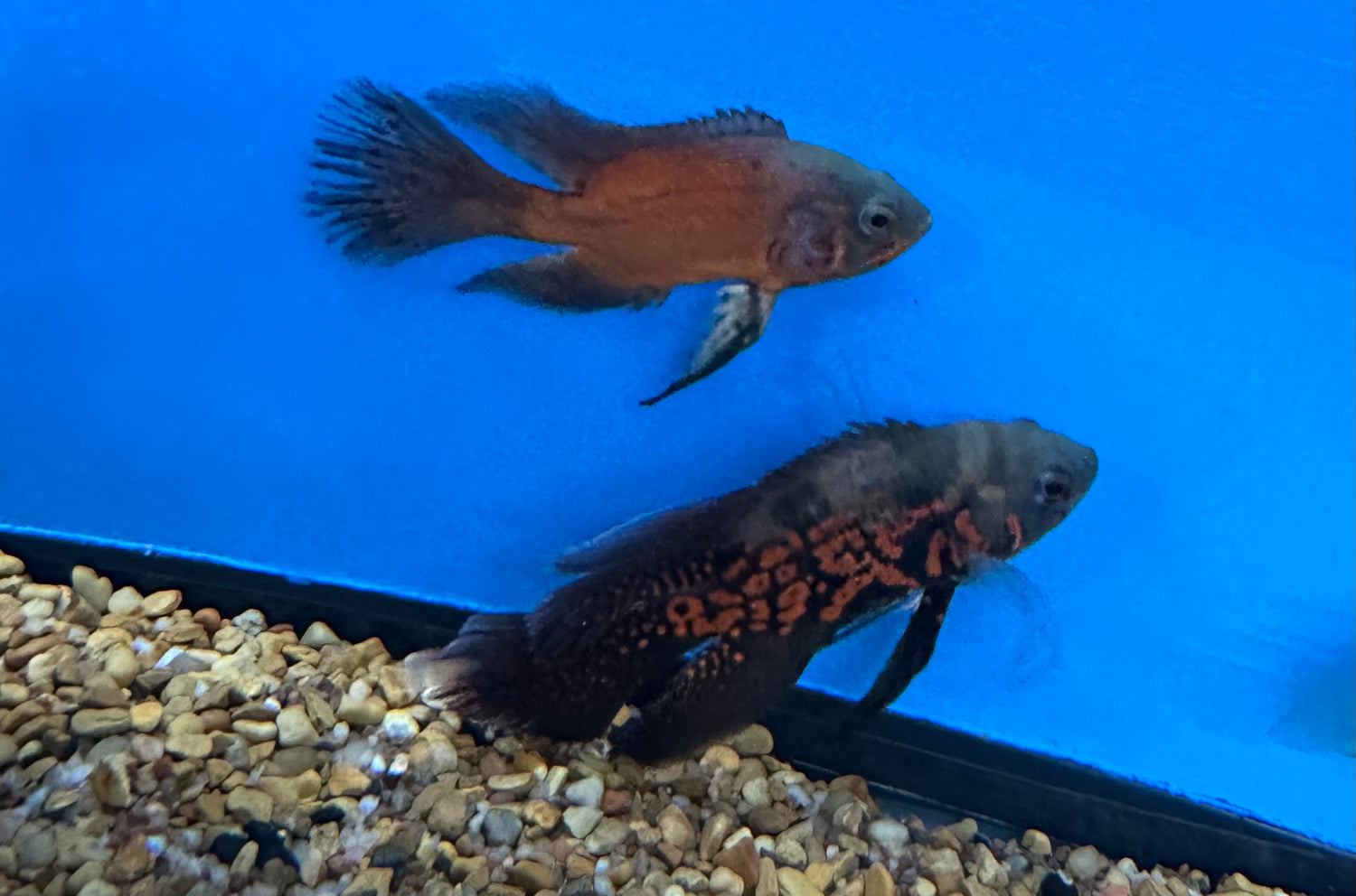 Longfin Oscar Cichlid (2.75-3”)