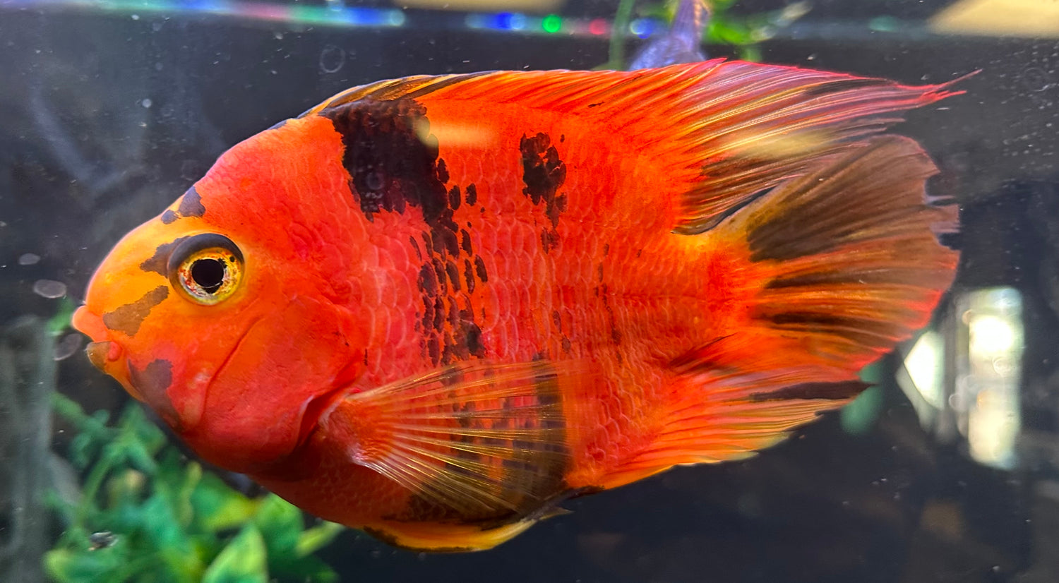 XL Tiger Parrot (6”)