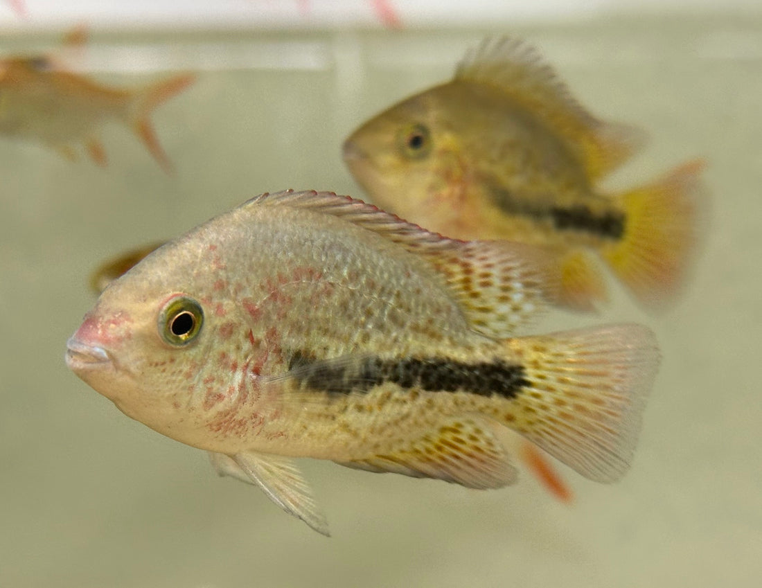 Rio Chacamax Bifasciatus Vieja (3”)