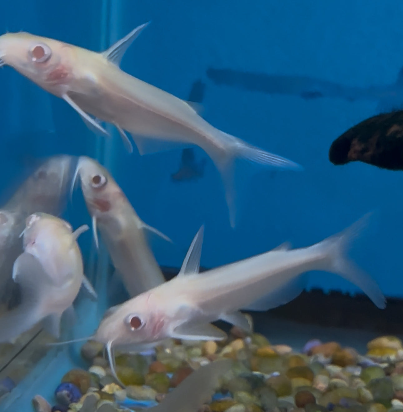 Albino Channel Catfish (3-4”)