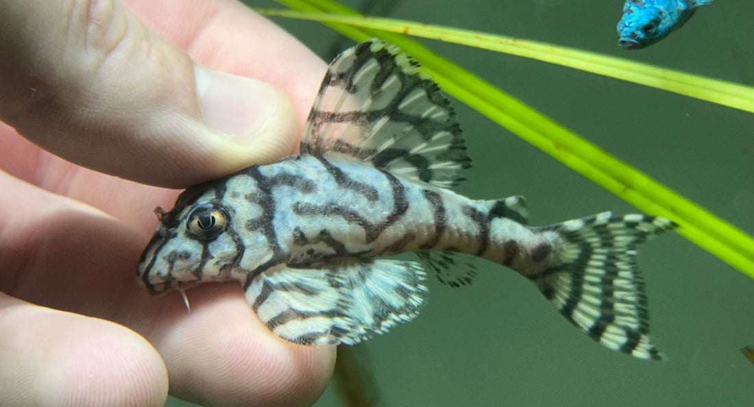 LARGE L236 Super White Pleco (2.75-3”)