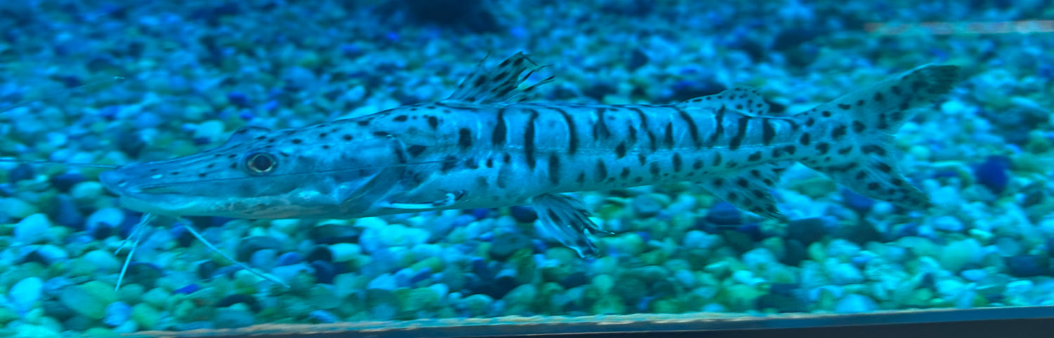 Tiger Shovelnose Catfish (6”)