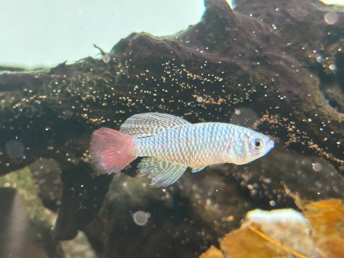 Nothos Killifish (1.5-1.75”)