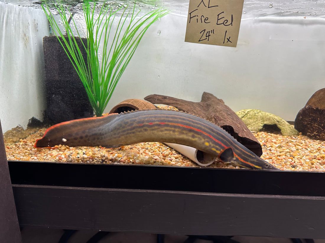 XL Fire Eel (20-22”+)