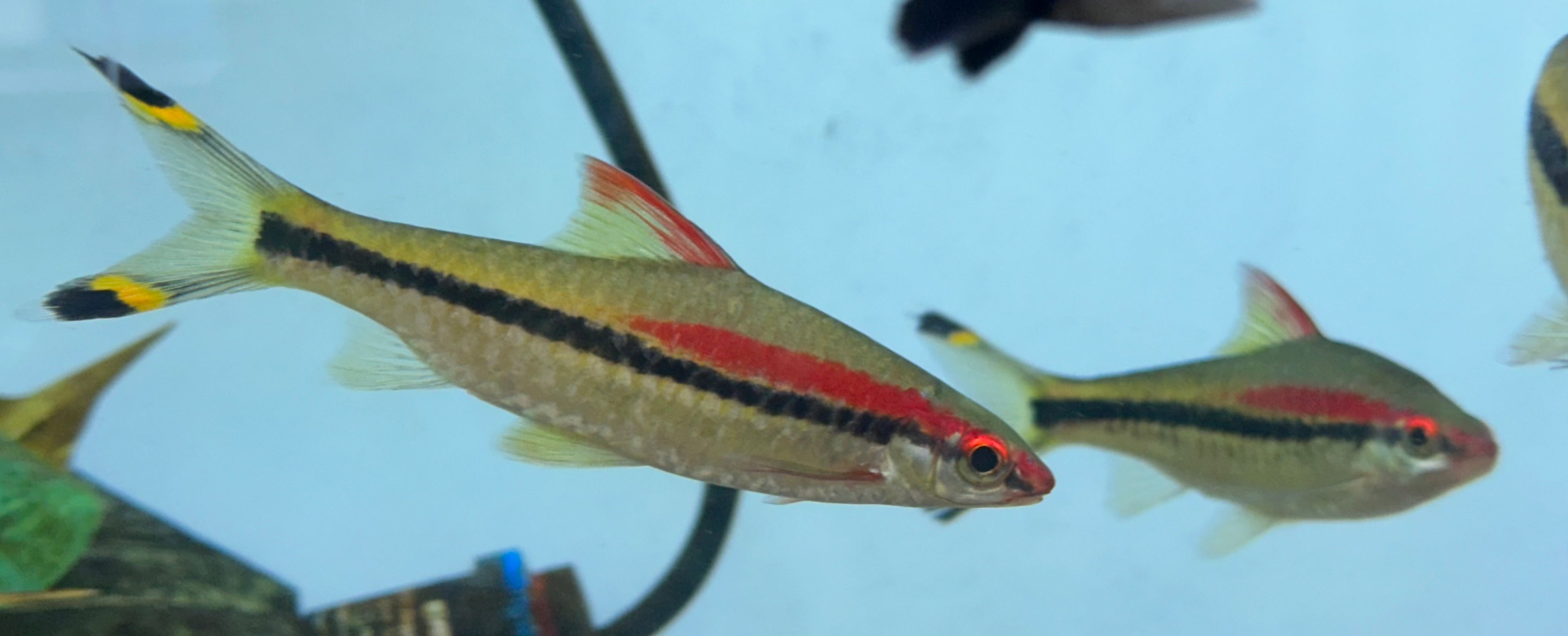 XL Roseline shark (5”)