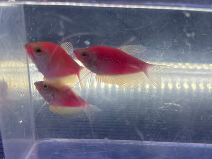 Pink Glow Pearl Gourami (2.25-2.5”)