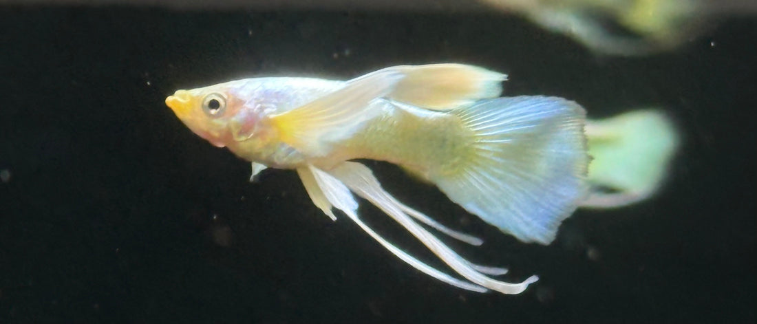 Ribbon Guppy Pair (1.25”)