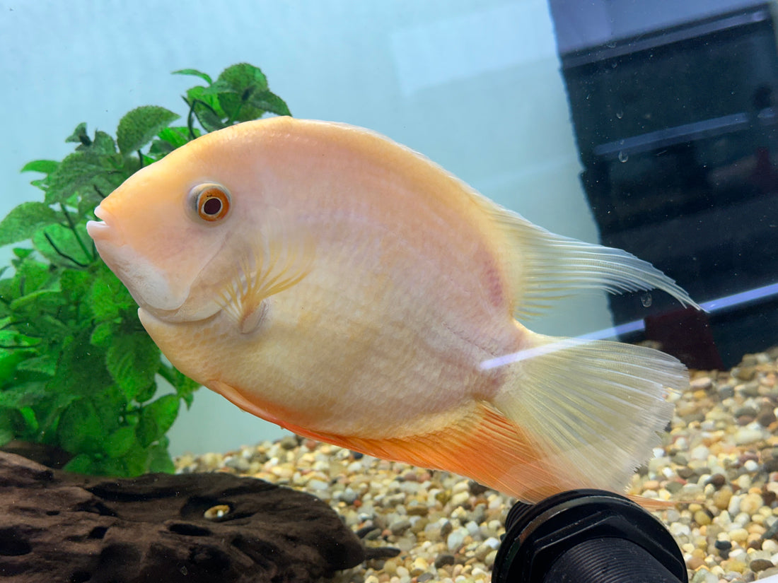Jumbo Gold Severum (7-8”)