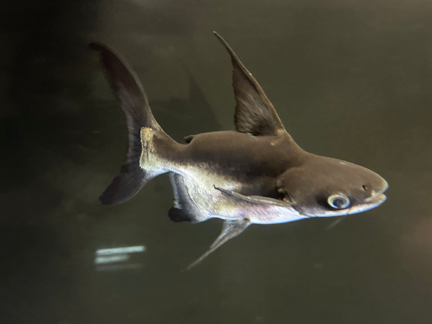 Shortbody Highfin Shark (7-8”)