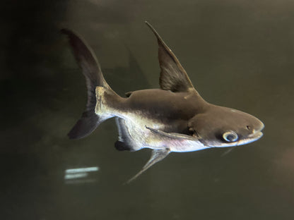 Shortbody Highfin Shark (7-8”)