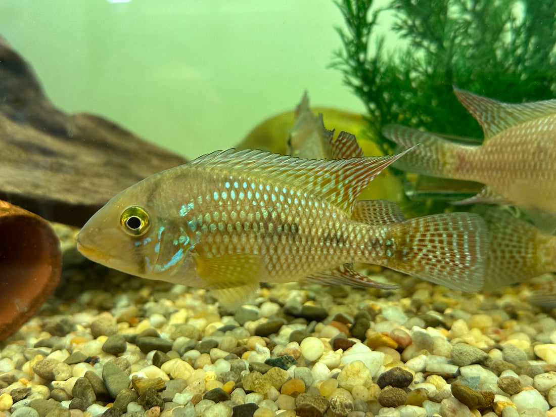 Geophagus Brasiliensis (4.5-5”)