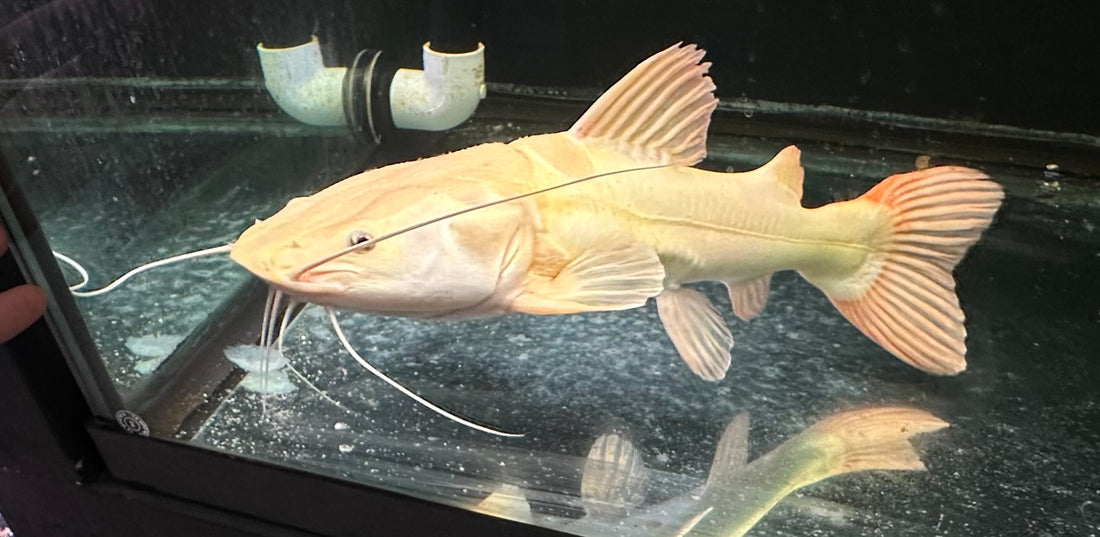 XL Phantom Redtail Catfish (20”)