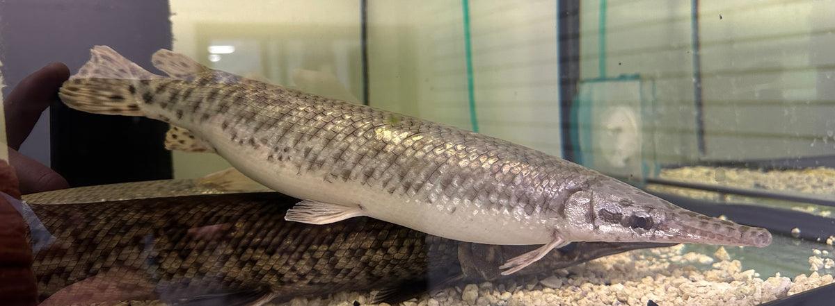 XL Florida Gar (17-18”)