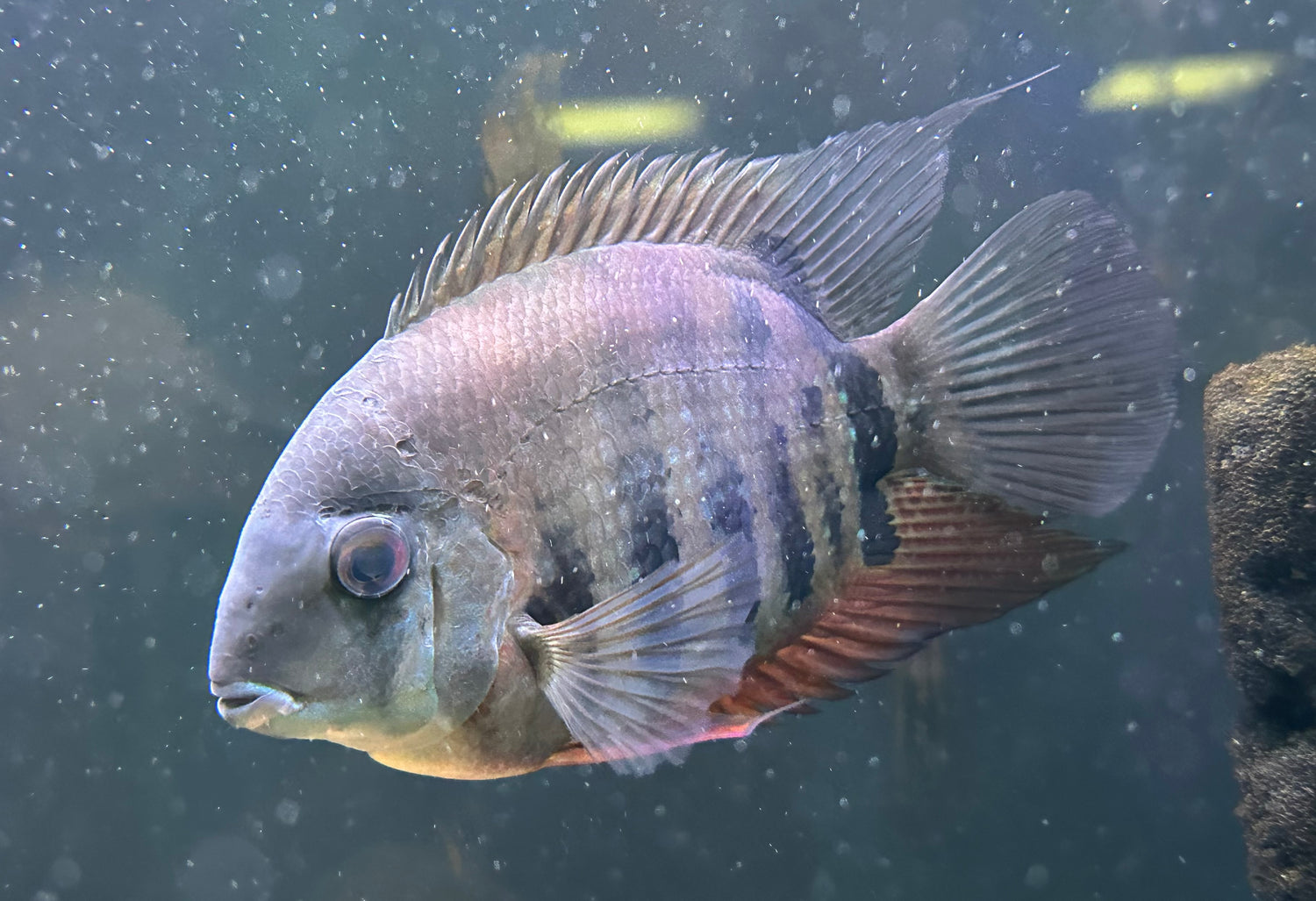 Red Shoulder Severum (5”)