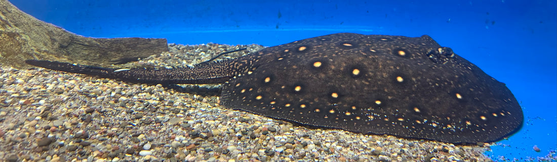 Jumbo Breeder Female Motoro Stingray (18-20”)