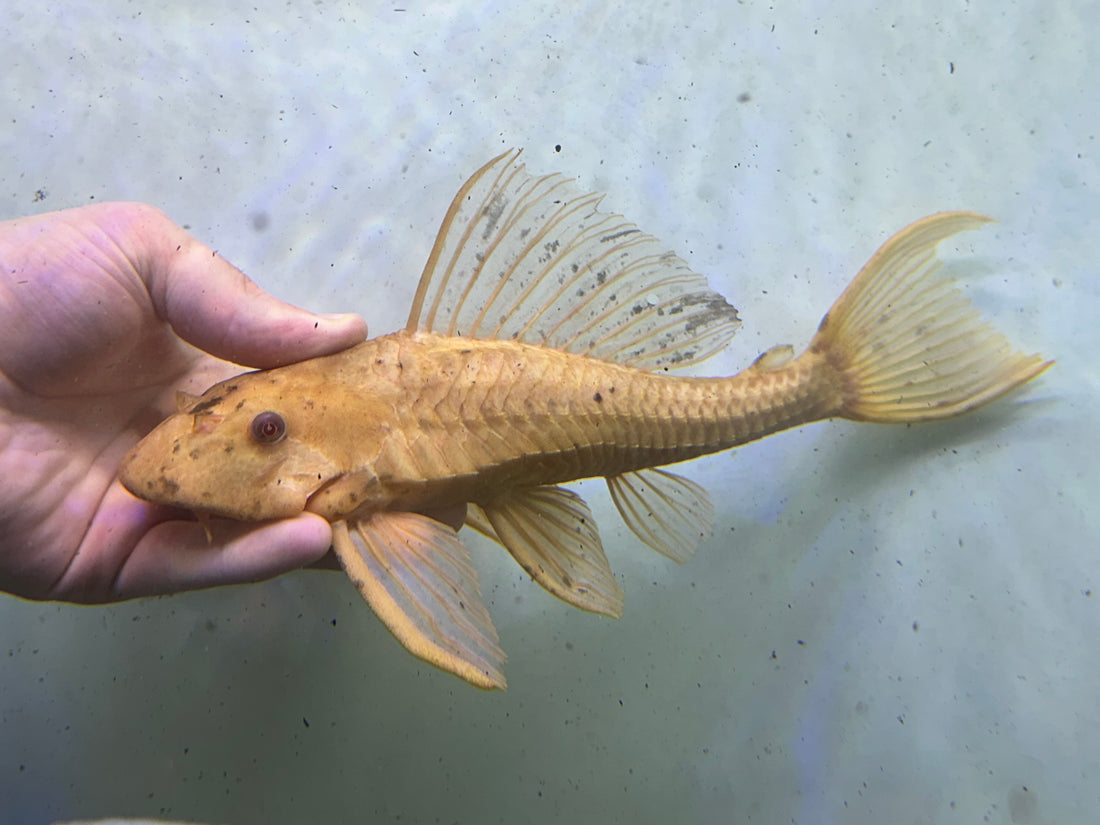 XL Chocolate Pleco (11-12”)