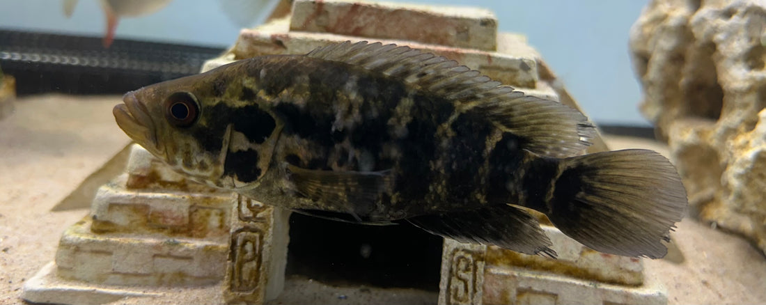 Jaguar Cichlid (5”)