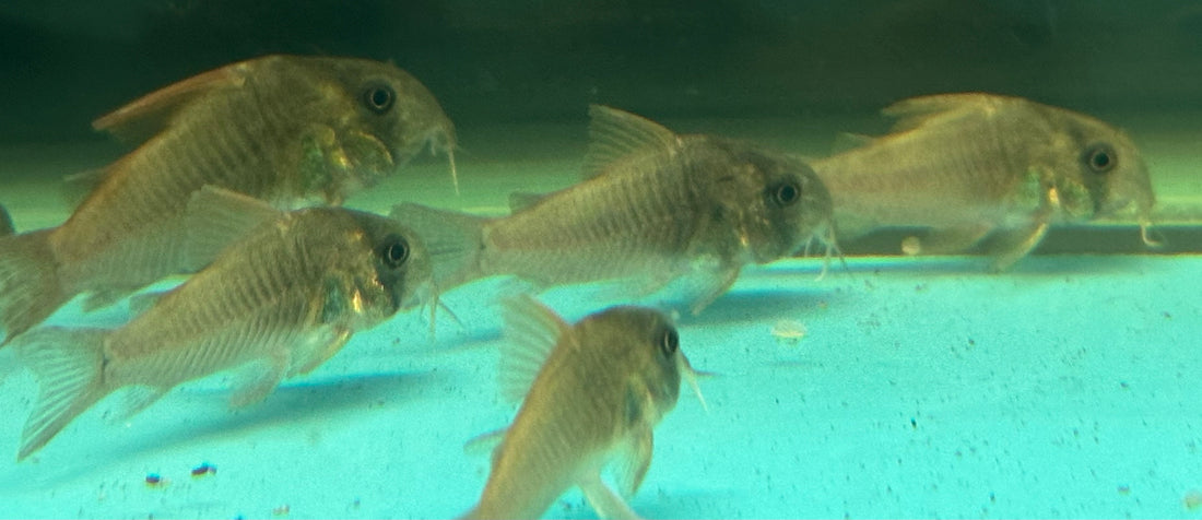 Corydoras concolor (1,25-1,5”)