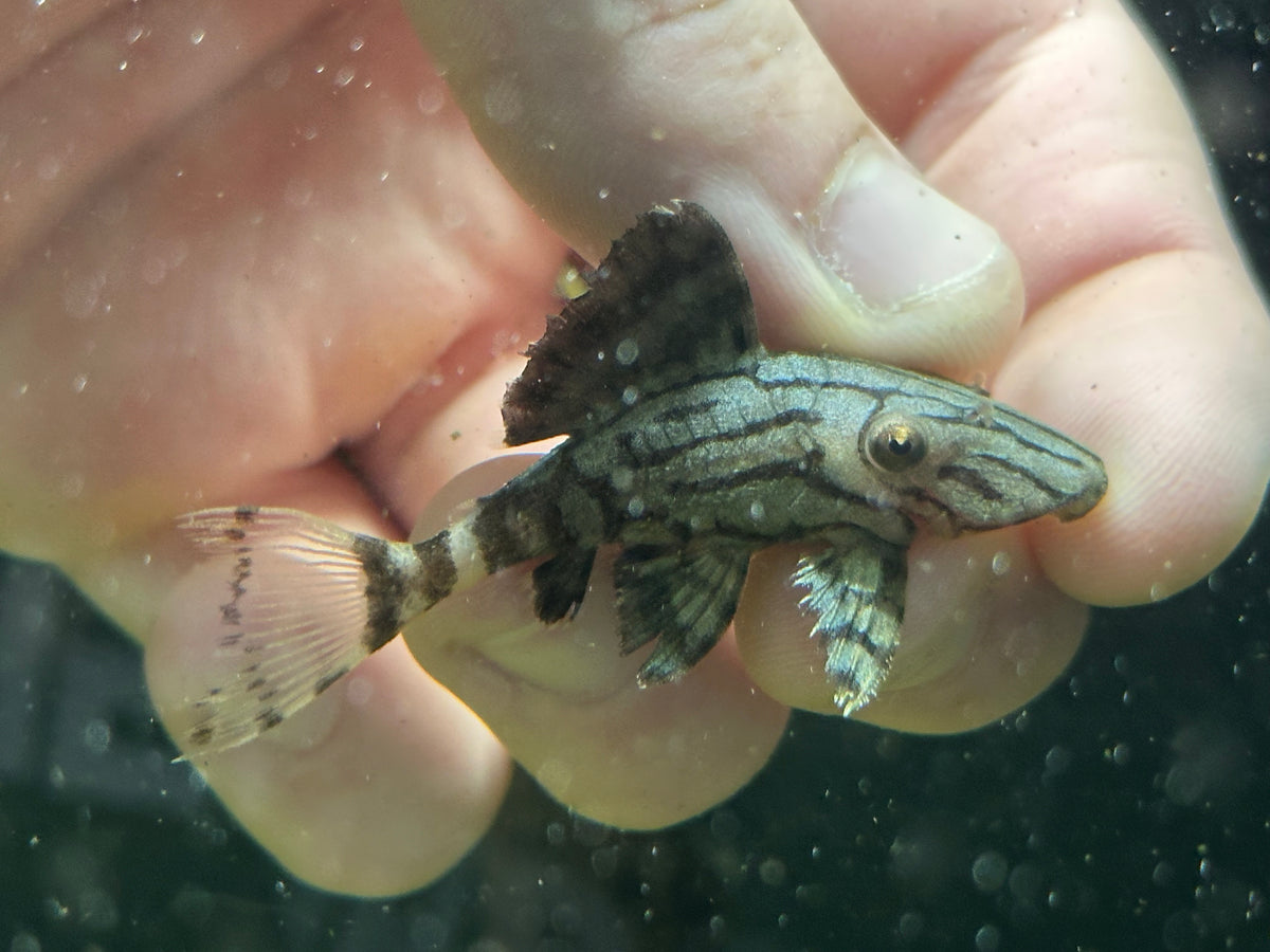L191 Royal Pleco (2.25-2.5”)