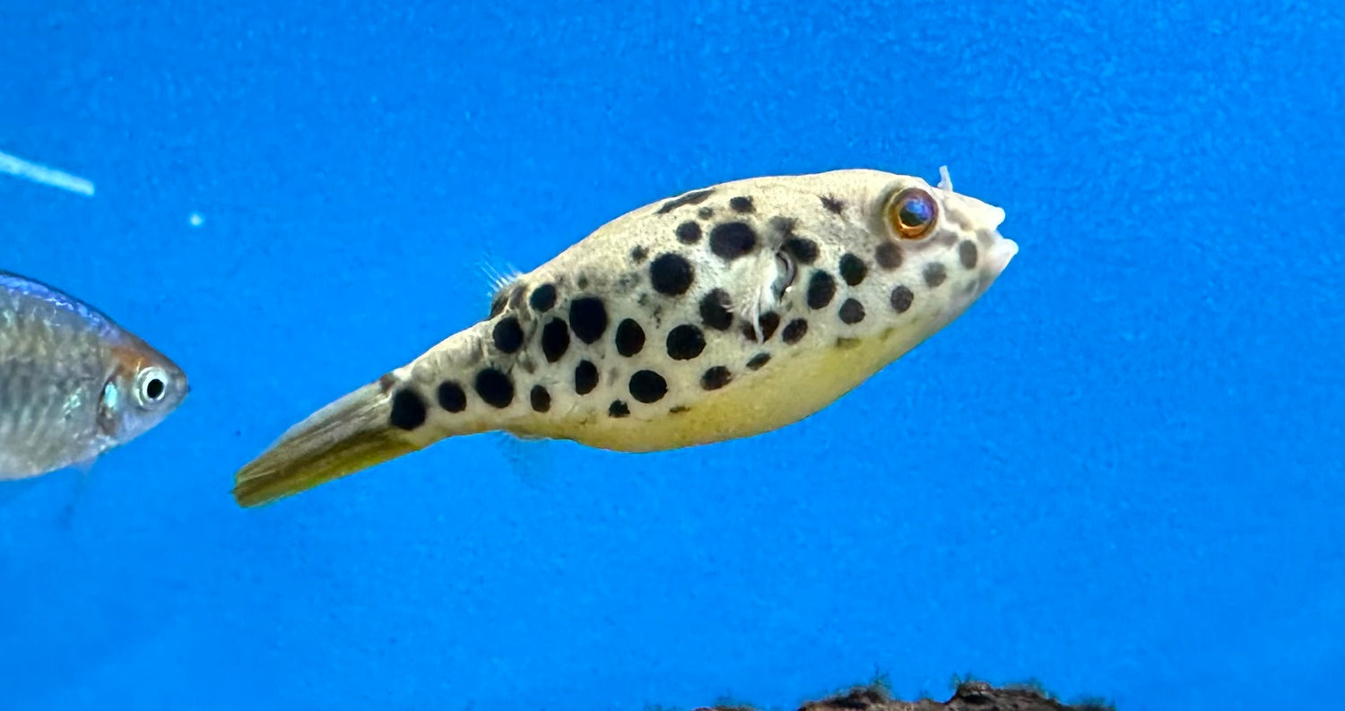 XL Spotted Congo Puffer (2.5-3”)