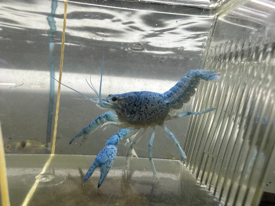 Blue Crayfish (2.5”)