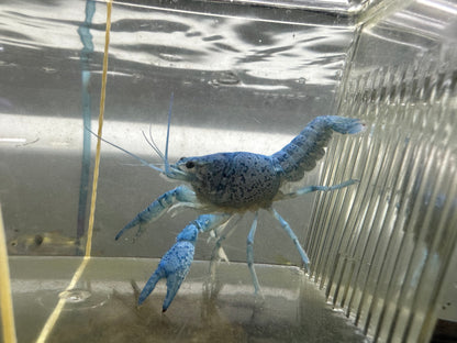 Blue Crayfish (2.5”)