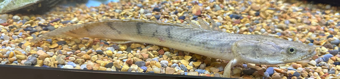 Congicus Polypterus (10-11”)