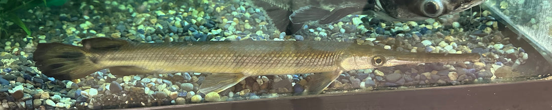 XL Longnose Gar (15-16”)