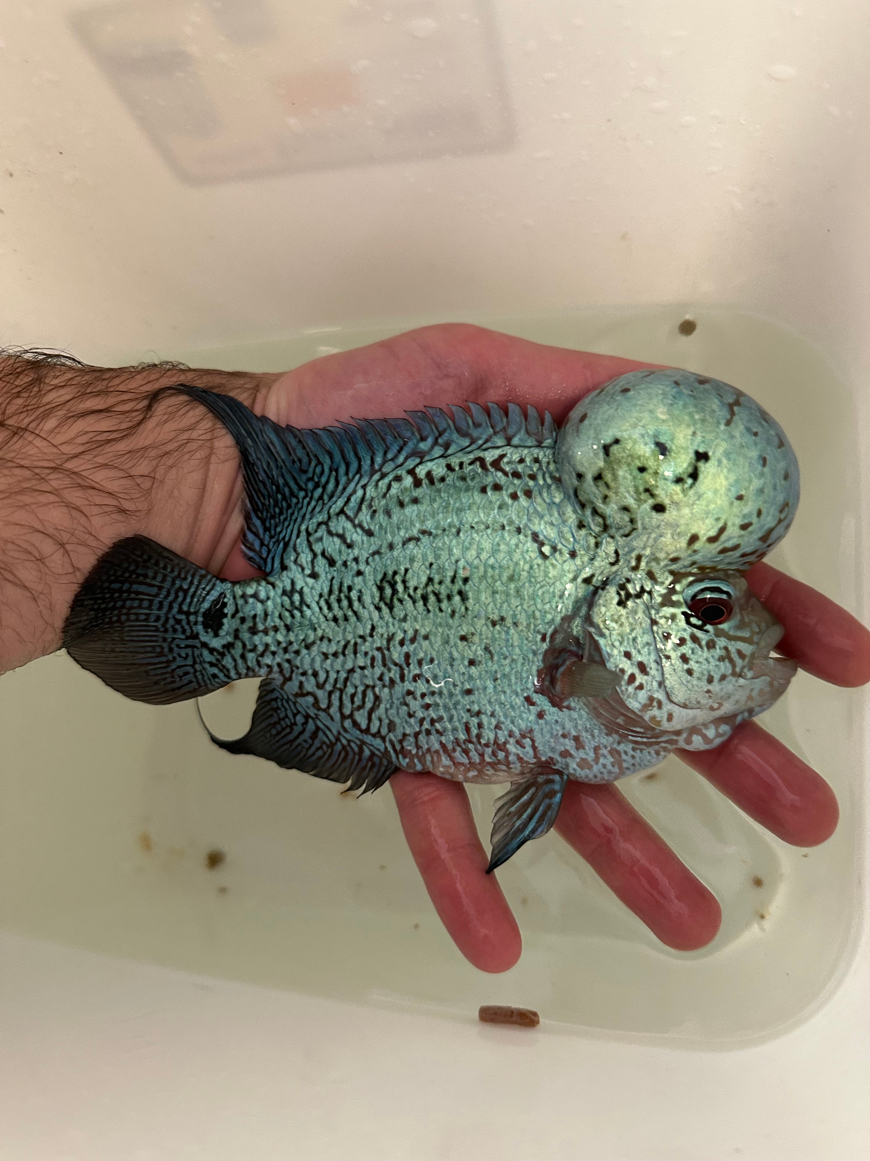 XL Thai Silk Flowerhorn (6”+)