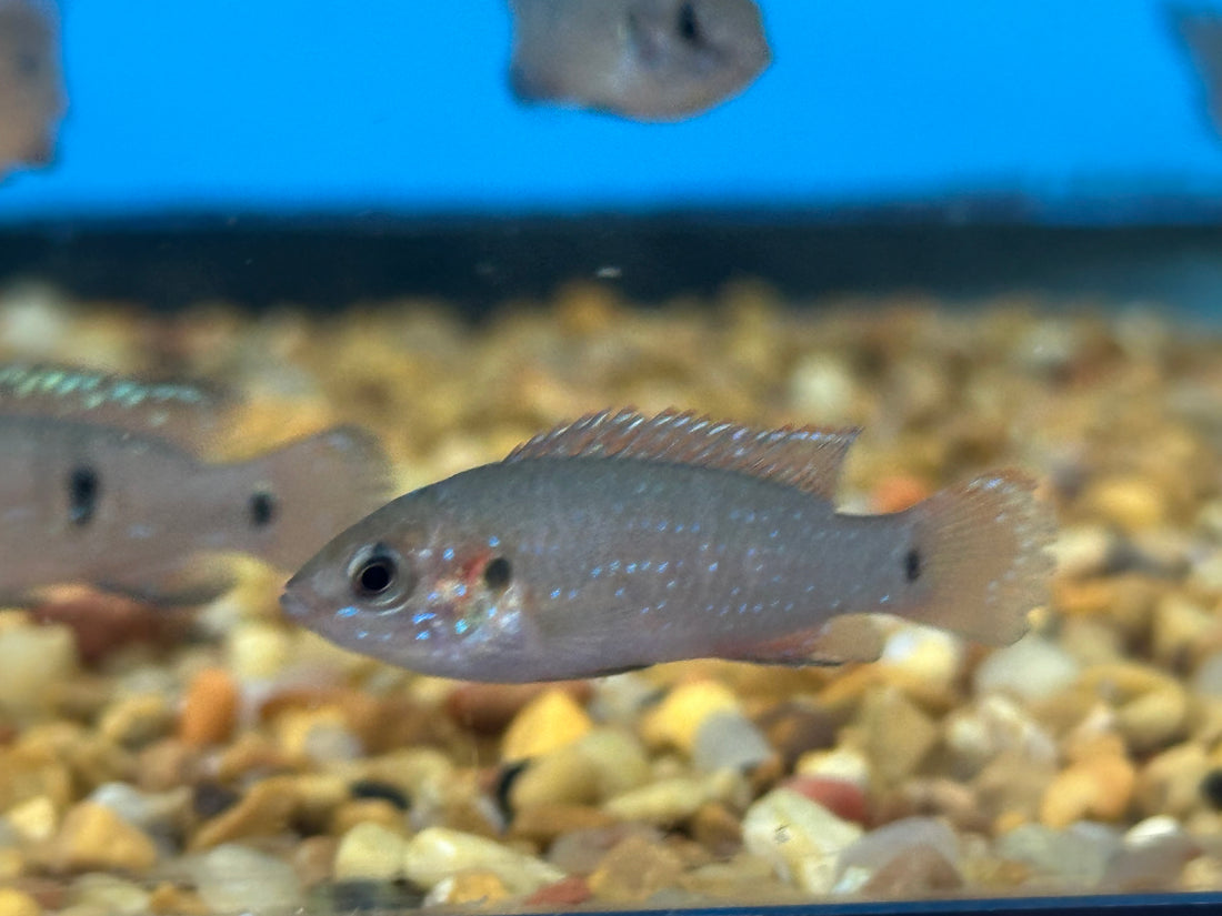 Baby Jewel Cichlid (1-1.5”)