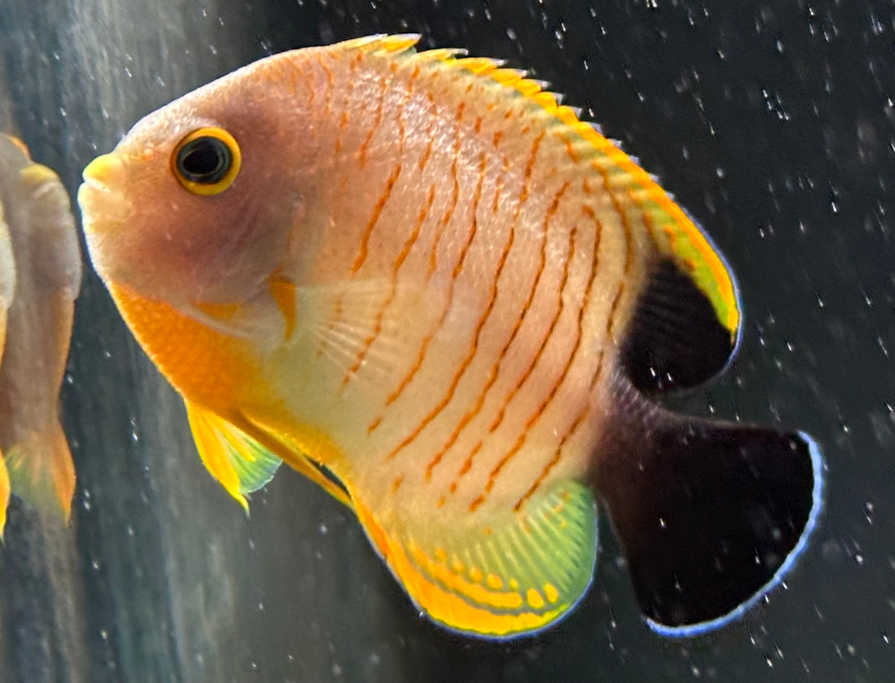 Red Stripe Angelfish (2.5-3”)