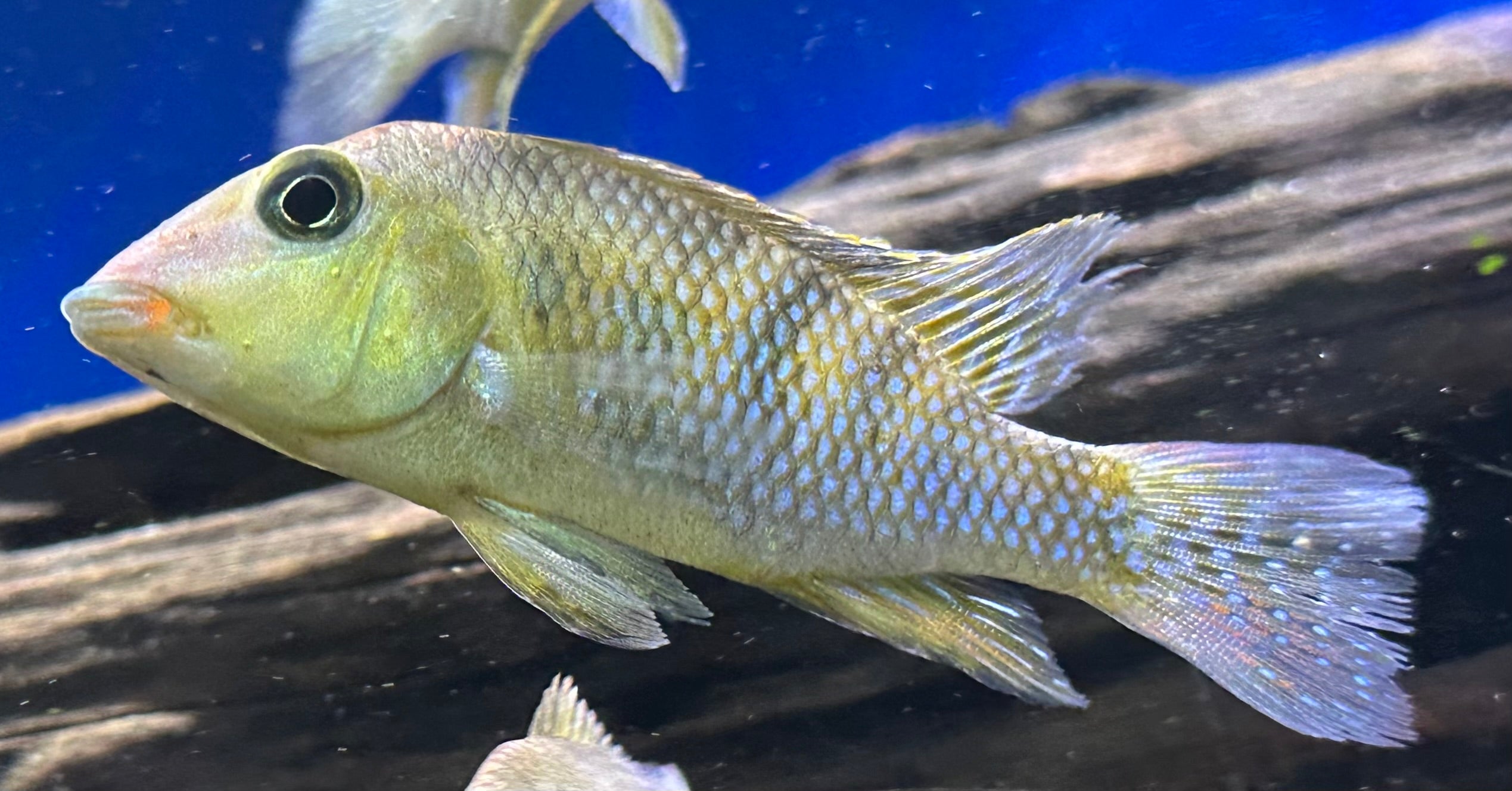 Red Hump Geophagus Cichlid (2.5”)
