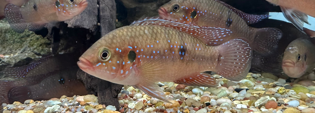 Turkana x Red Jewel Cichlid (2.5-3”+)