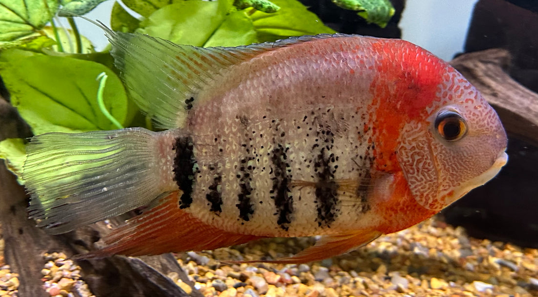 XL Tiger Severum (6-7”)