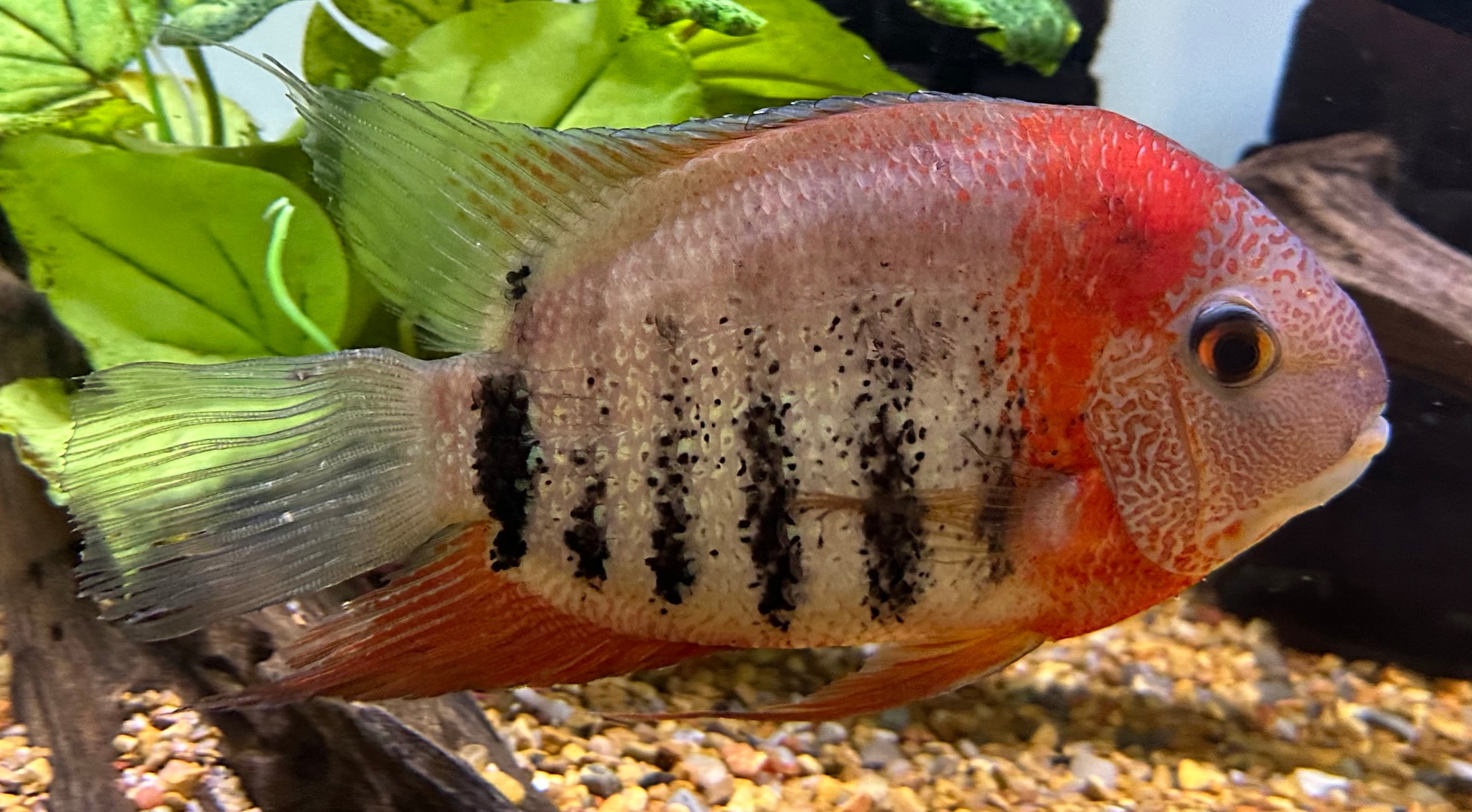 XL Tiger Severum (6-7”)