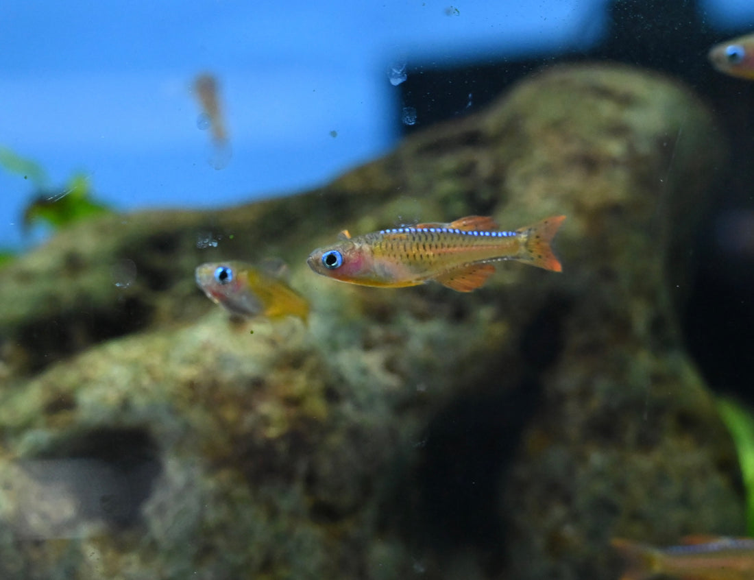 Paskai Arcoiris (0,75-1”)