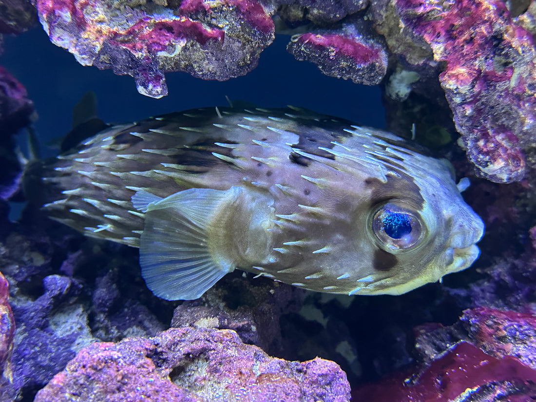 XL Porcupine Puffer (8-9”)