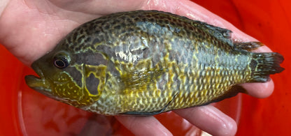 LARGE Loiselle Cichlid (6-7”)