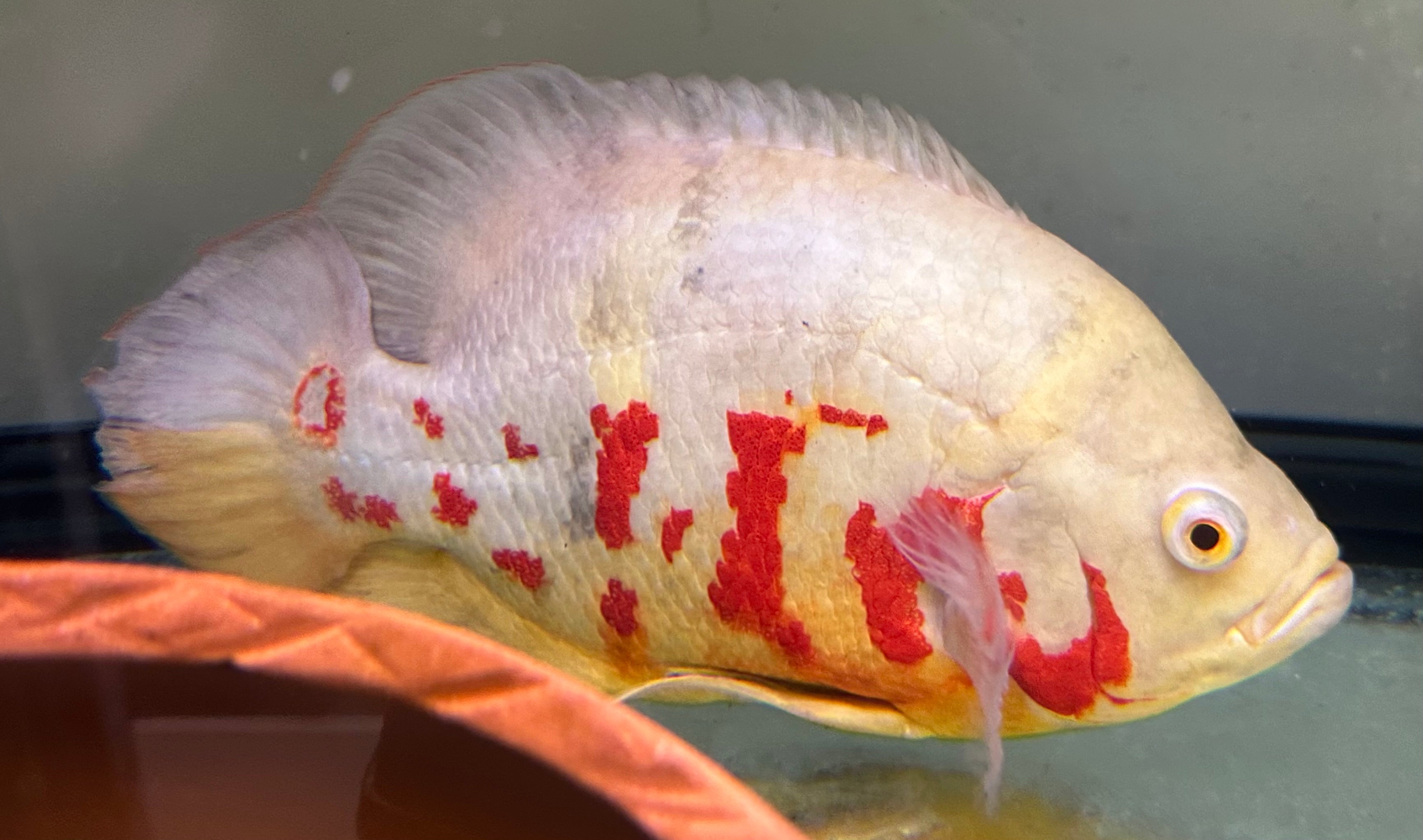 Jumbo Albino Tiger Oscar (9-10”)