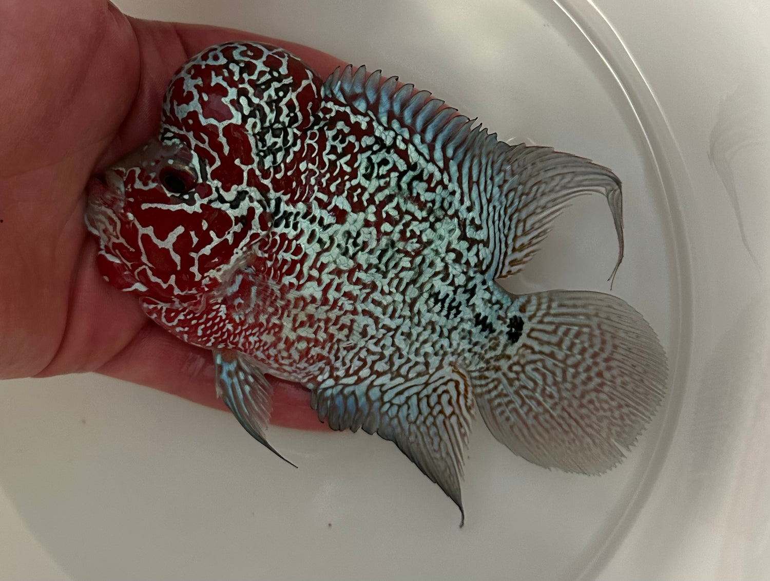 Kamfa x SRD Flowerhorn (5”)