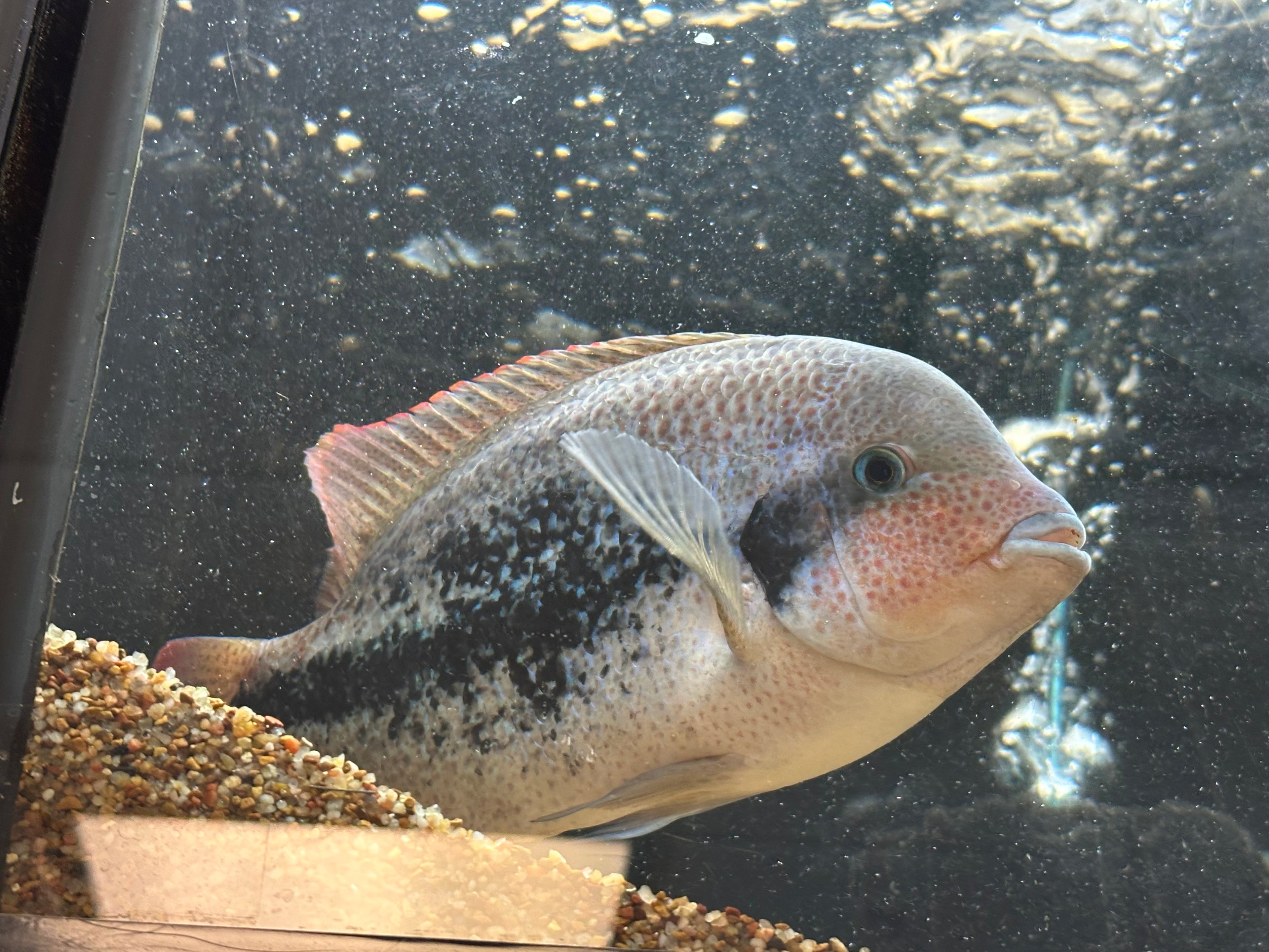 XL Bifasciatus Vieja (10”+)