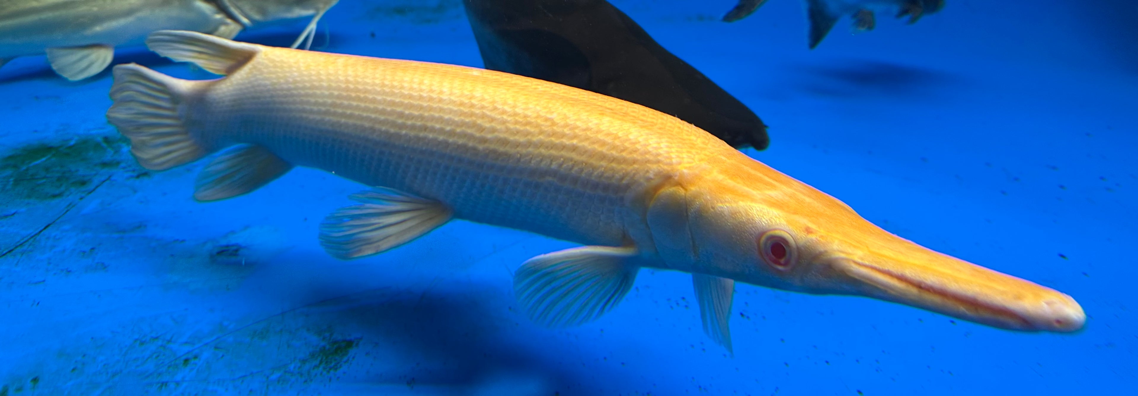 XL Albino Alligator Gar *Red Eyes* (22-24”)