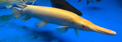 XL Albino Alligator Gar *Red Eyes* (22-24”)