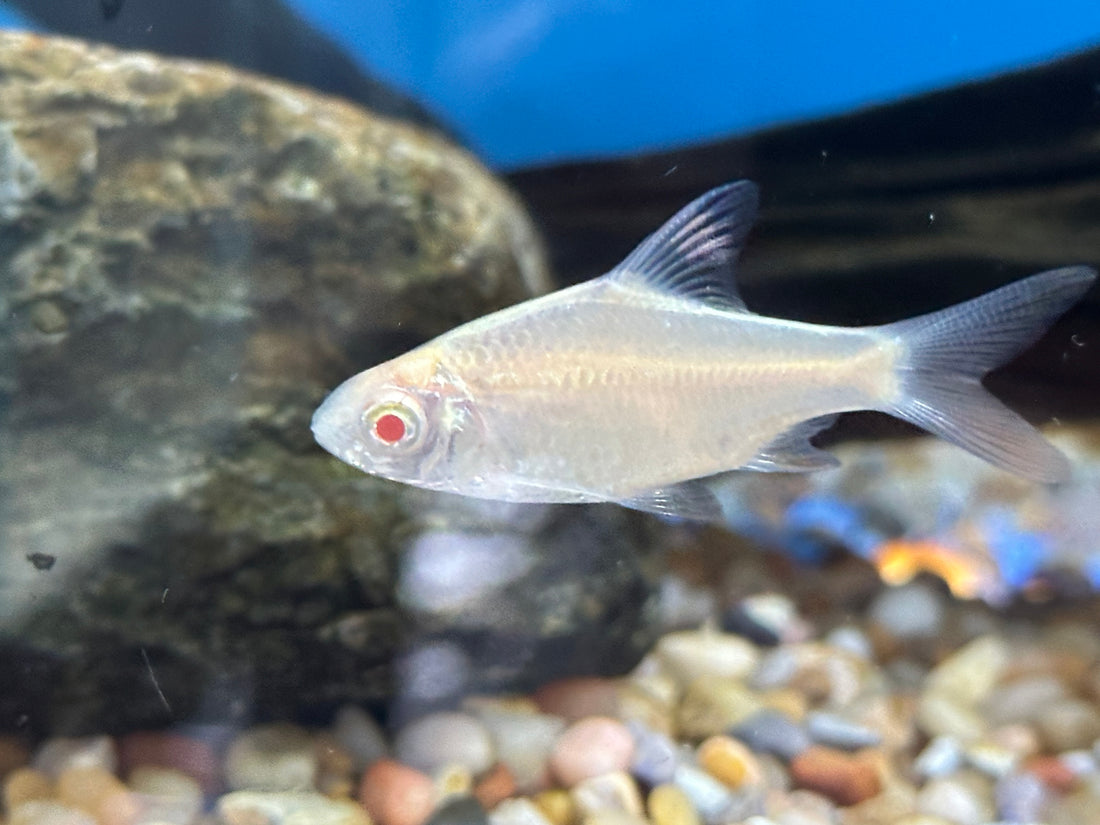 Albino Tinfoil Barb (1.5-1.75”)