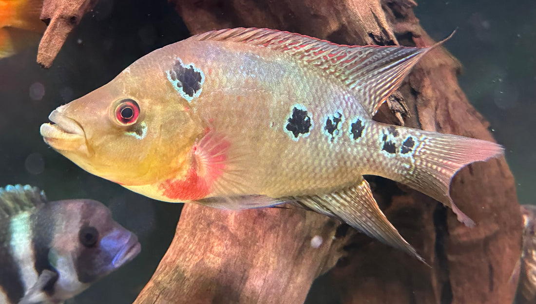 Trimac Cichlid (6”+)