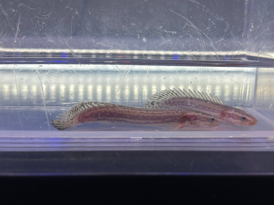 Baby Lapradai Polypterus (2.75-3”)