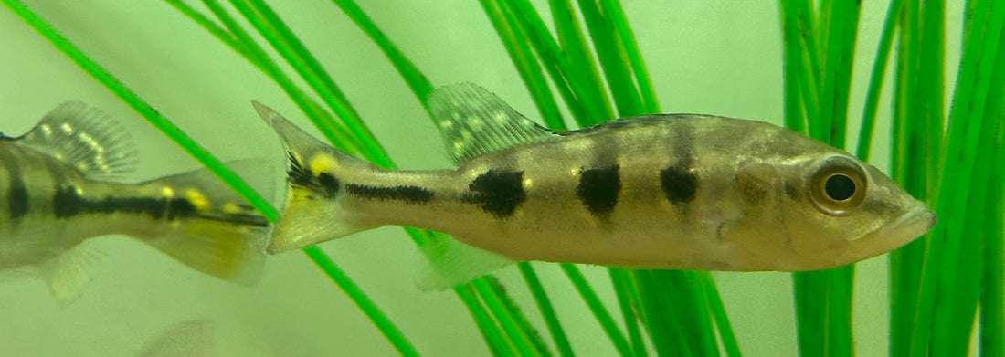 Ocellaris Peacock Bass (3.5”)