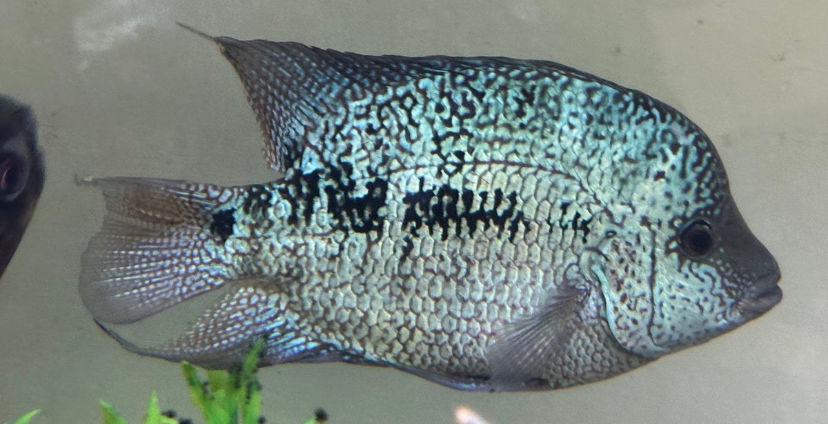 XL Hybrid Texas Cichlid (8-9”)